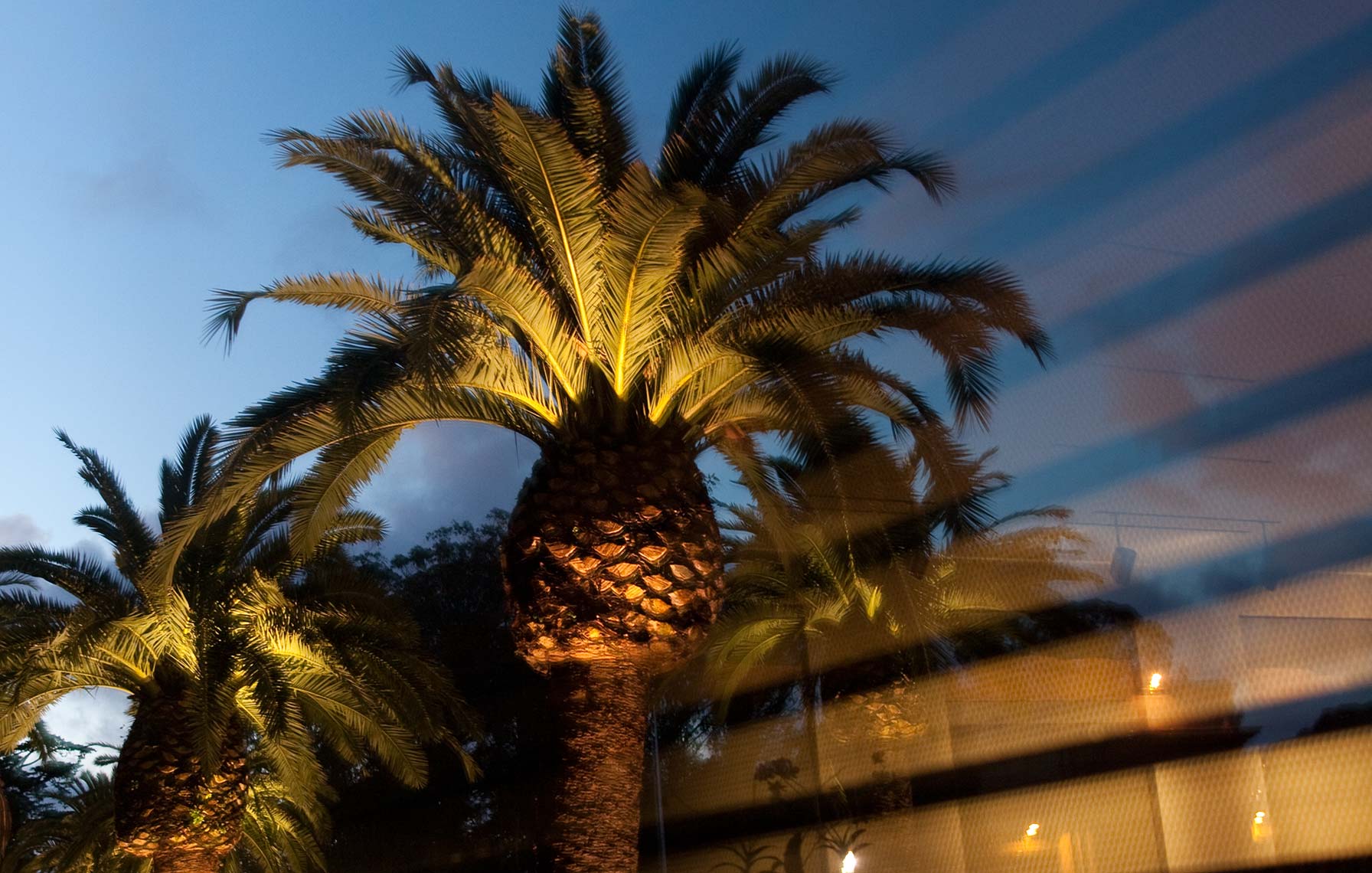 DeYoungPalms2844