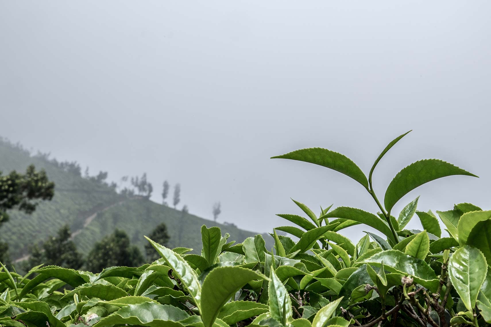 SG_20150210_Kolukkumalai0097