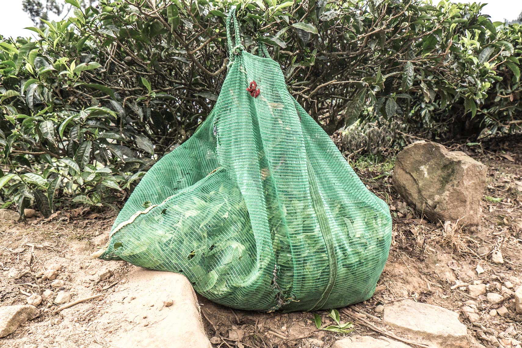 SG_20150210_Kolukkumalai0327