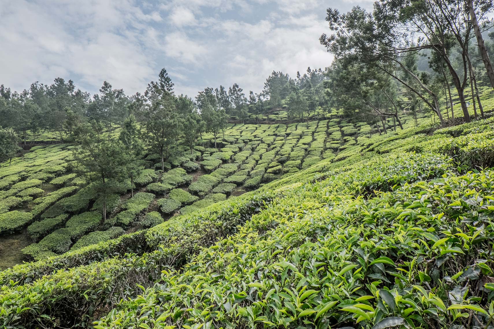 SG_20150210_Kolukkumalai0445